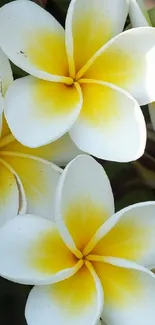 White plumeria flowers with yellow centers on a leafy background.