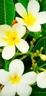 Vibrant frangipani flowers with green leaves mobile wallpaper.