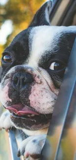 French Bulldog sticking its head out of a car window.