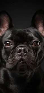 French Bulldog portrait on a dark background, ideal for mobile wallpaper.