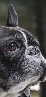 Close-up view of a French Bulldog with blurred green background.