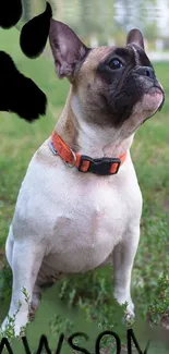 French Bulldog with orange collar sitting on green grass.