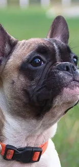 Adorable French Bulldog with orange collar sitting in a green field.