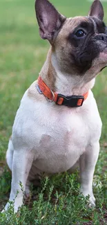 French Bulldog with orange collar sitting on grass.