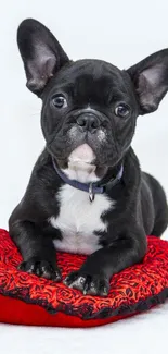 French Bulldog resting on a red pillow, perfect for phone wallpaper.