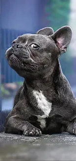 Adorable French Bulldog relaxing on a city street, blending with urban background.