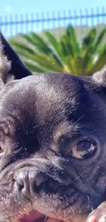 French Bulldog enjoying a sunny outdoor day.