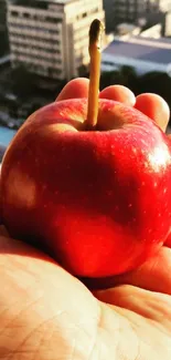 Hand holding a vibrant red apple in sunlight.