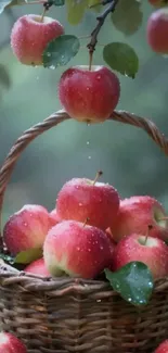 Basket of fresh apples with dewdrops.