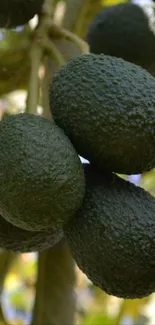 Fresh avocados hanging on tree branches.