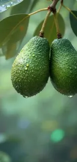 Two ripe avocados hanging with dewy leaves in natural light.