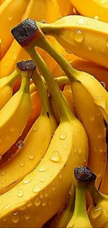 Cluster of fresh bananas with water droplets.