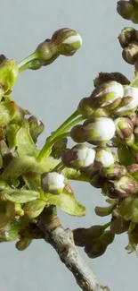 Close-up of white blossoms on branch with green leaves, spring theme.