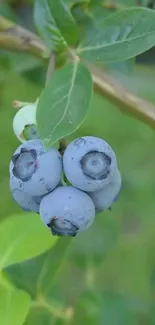 Close-up of blueberries with lush green leaves.