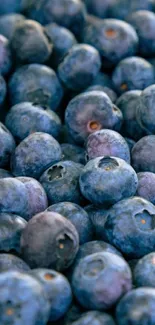 A close-up of fresh blueberries in vibrant detail.