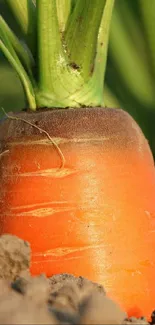 Close-up of a vibrant carrot with green tops emerging from soil.