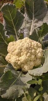 Mobile wallpaper of fresh cauliflower with green leaves.