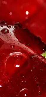 Close-up of fresh cherry with water droplets, featuring rich red tones.