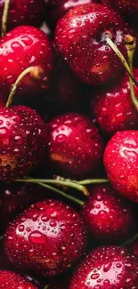 Close-up of red cherries with water droplets.