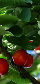 Cherry cluster with lush green leaves wallpaper.