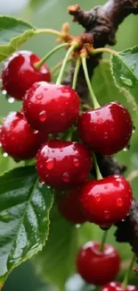 Juicy red cherries on a branch with green leaves.