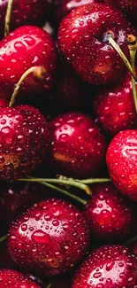 Close-up of fresh cherries with water droplets.