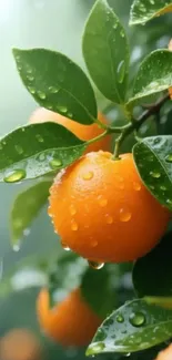 Vibrant oranges on green leafy branches in a citrus orchard.