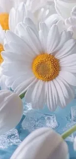 Close-up of white daisies with blue accents.
