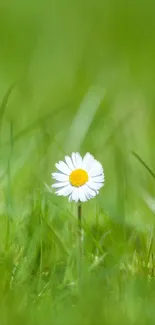 Single white daisy on a field of vibrant green grass.