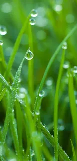 Dew on vibrant green grass blades creating a refreshing natural background.