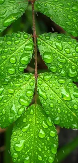 Green leaves with fresh dew drops glistening brightly.