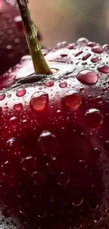 Close-up image of dewy dark red cherries with water drops.