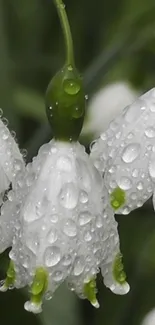 Dew-covered white flowers with green stems.