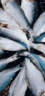 Unique circular arrangement of fresh fish.