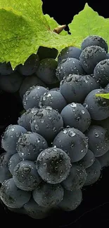 Close-up of fresh grapes with green leaves.