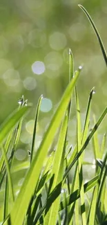 Close-up of green grass with a bokeh background.