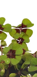 Fresh green clover leaves against a white background for mobile wallpaper.