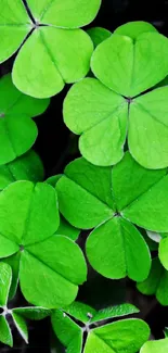 Close-up of bright green clover leaves.