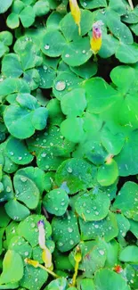 Green clover leaves with dewdrops and yellow buds.