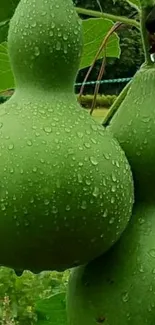 Close-up of green gourds with dewdrops on a lush plant.