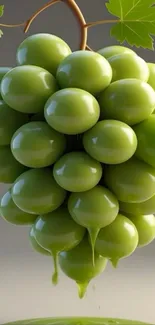 A bunch of fresh green grapes with leaves on a vine.