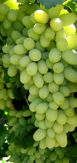 Cluster of fresh green grapes on a vine with vibrant leaves.