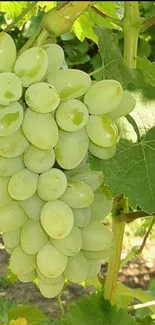 Close-up of vibrant green grapes clustered on a vine with lush leaves.