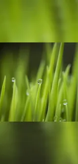 Close-up of green grass blades with dew on a phone wallpaper.