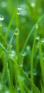 Close-up of vibrant green grass with fresh dew droplets as mobile wallpaper.