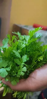 Hand holding fresh green herbs close-up.