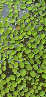 Floating green leaves creating a natural pattern on water.