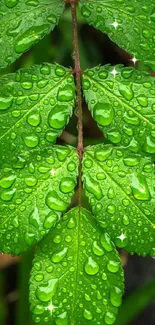 Vibrant green leaf with dewdrops mobile wallpaper.