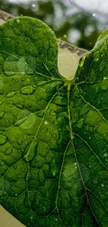 Close-up of a green leaf with water droplets, showcasing intricate texture.