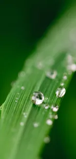 Close-up of green leaf with water droplets.